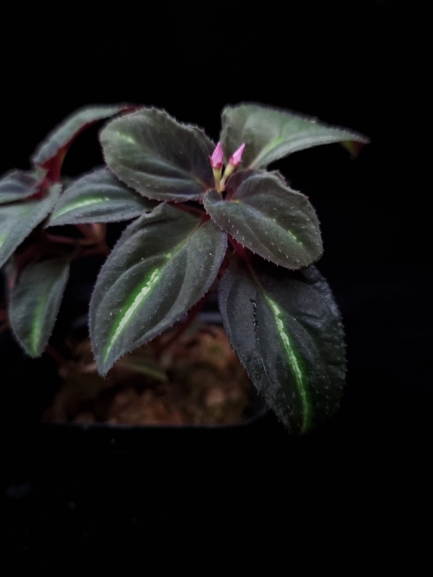 Sonerila sp. jungle plant sale Singapore leaf detail