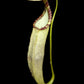 Nepenthes hemsleyana pitcher plant carnivorous plants sale Singapore side view