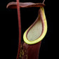 Nepenthes pitcher plant carnivorous plants sale Singapore pitcher detail