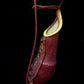 Nepenthes pitcher plant carnivorous plants sale Singapore side view