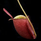 Nepenthes pitcher plant carnivorous plants sale Singapore side view