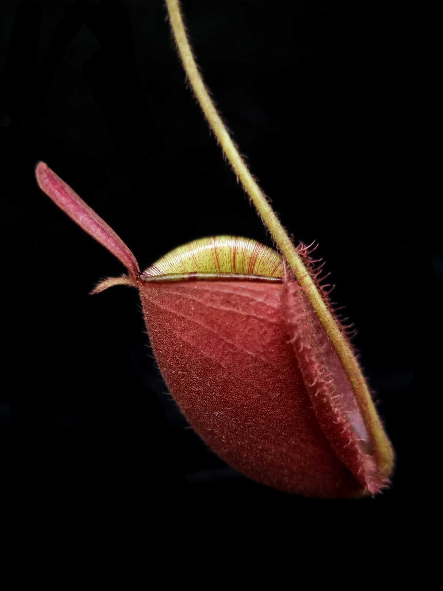Nepenthes pitcher plant carnivorous plants sale Singapore side view