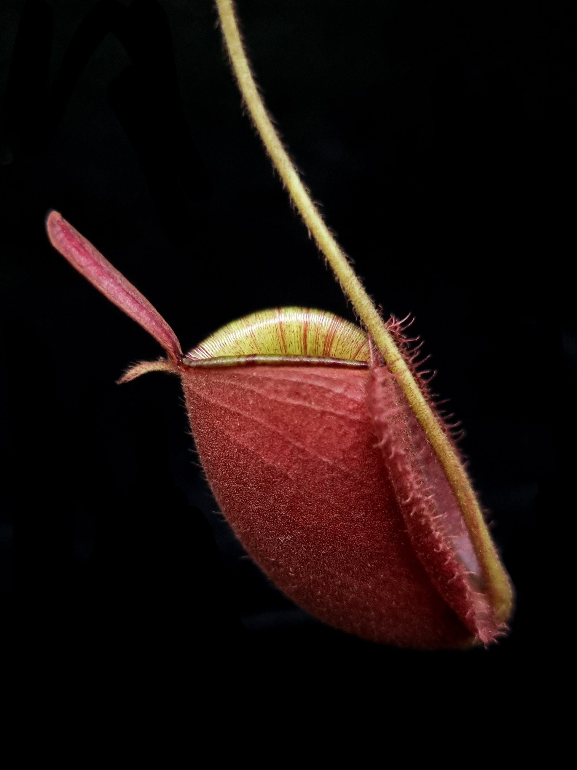 Nepenthes pitcher plant carnivorous plants sale Singapore side view