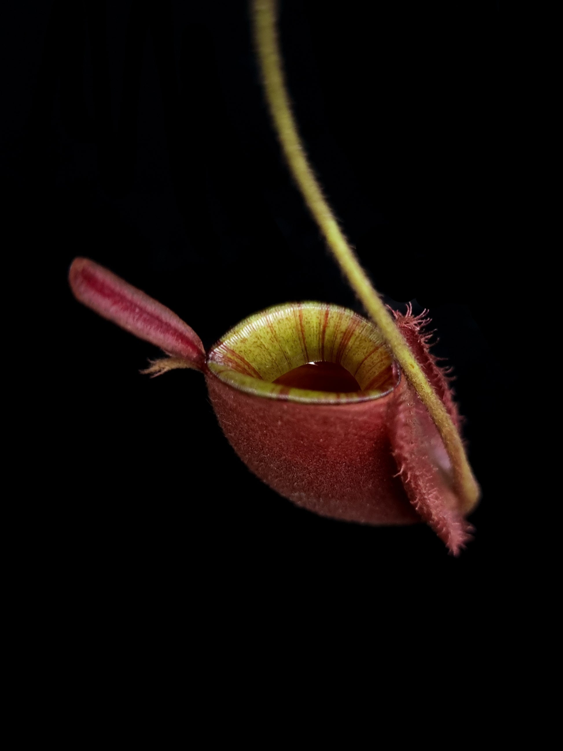 Nepenthes pitcher plant carnivorous plants sale Singapore top view