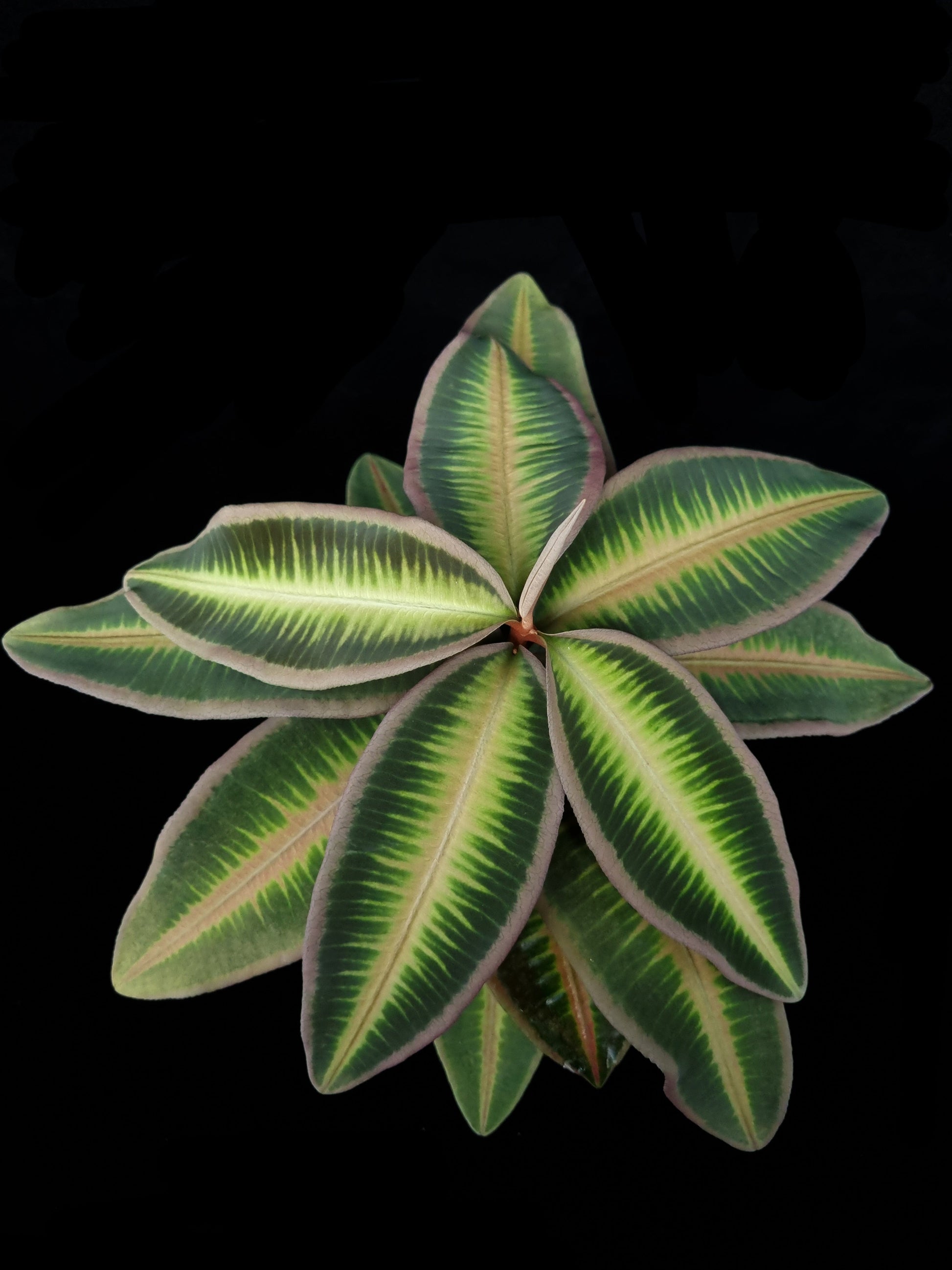 Ardisa Labisia Emblemantha sale Singapore potted plant top view