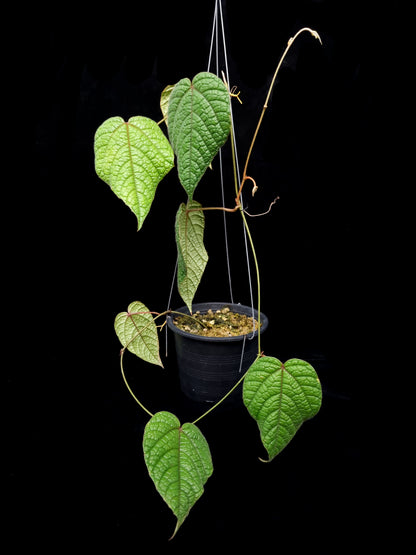 Piper sp. pterisanthes sp. sale Singapore front view