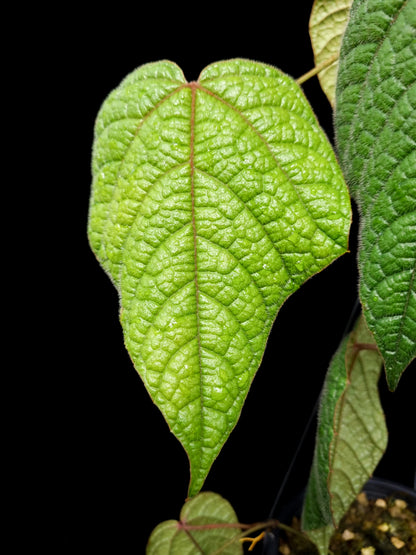 Piper sp. pterisanthes sp. sale Singapore front view 