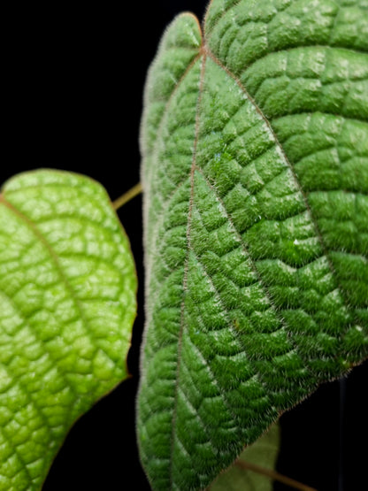 Piper sp. pterisanthes sp. sale Singapore leaf detail