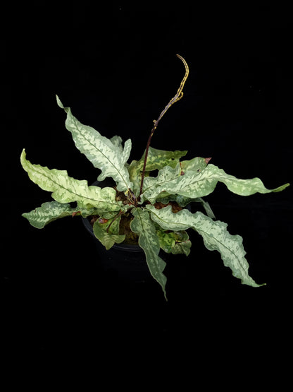 fern moss liverwort terrarium plants sale Singapore top view