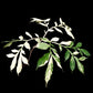 Variegated Amorphophallus plant Singapore for sale top view