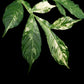 Variegated Amorphophallus plant Singapore for sale leaf detail