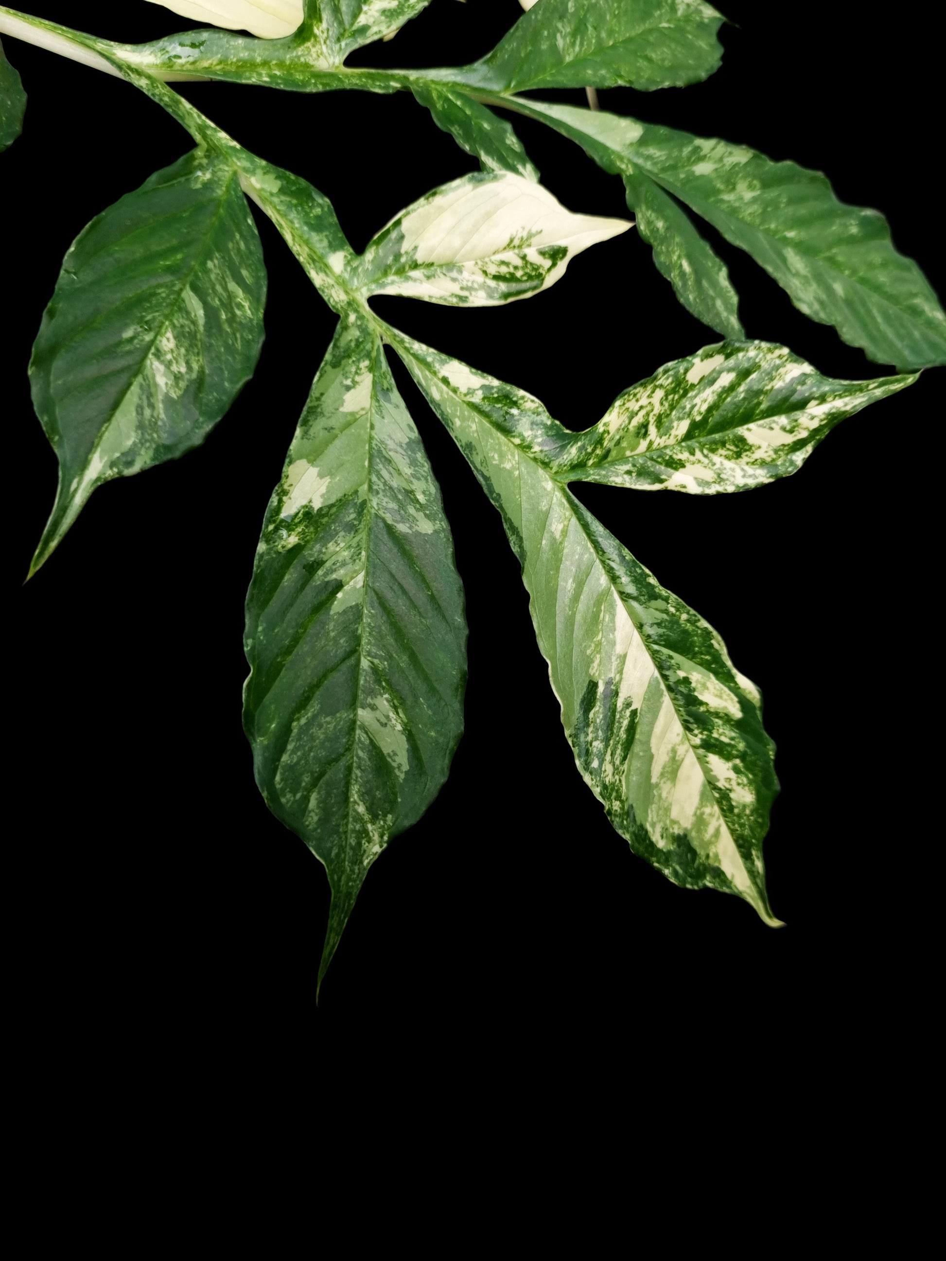 Variegated Amorphophallus plant Singapore for sale leaf detail