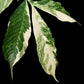 Variegated Amorphophallus plant Singapore for sale leaf detail