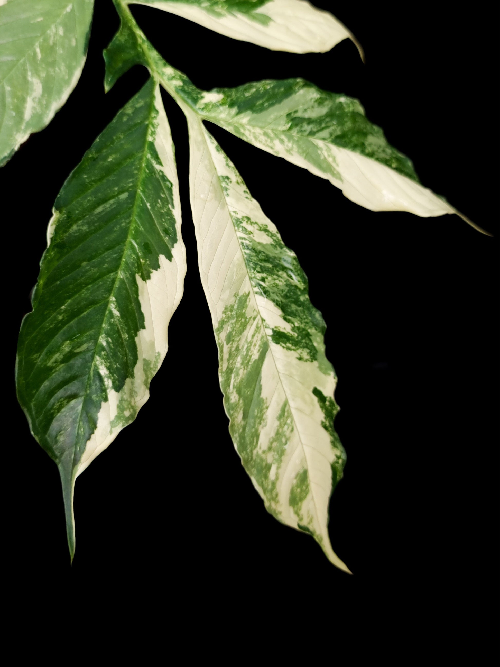 Variegated Amorphophallus plant Singapore for sale leaf detail