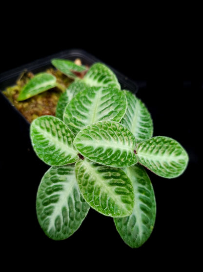 Argostemma sp. jungle plant sale Singapore potted plant leaf detail