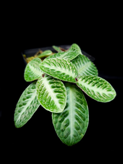 Argostemma sp. jungle plant sale Singapore potted plant leaf detail