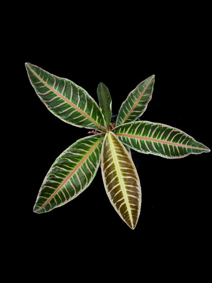 Ardisa Labisia Emblemantha sale Singapore potted plant top view