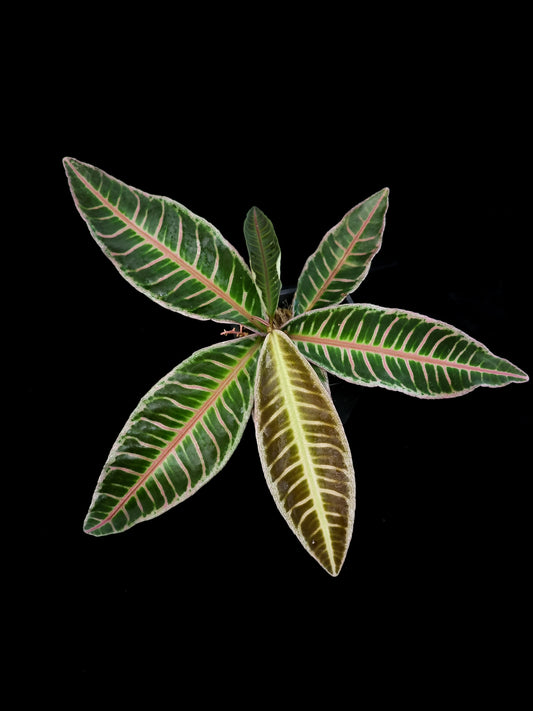 Ardisa Labisia Emblemantha sale Singapore potted plant top view