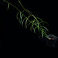 Hoya stenophylla rare sale Singapore potted plant side view
