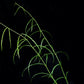 Hoya stenophylla rare sale Singapore potted plant leaf detail