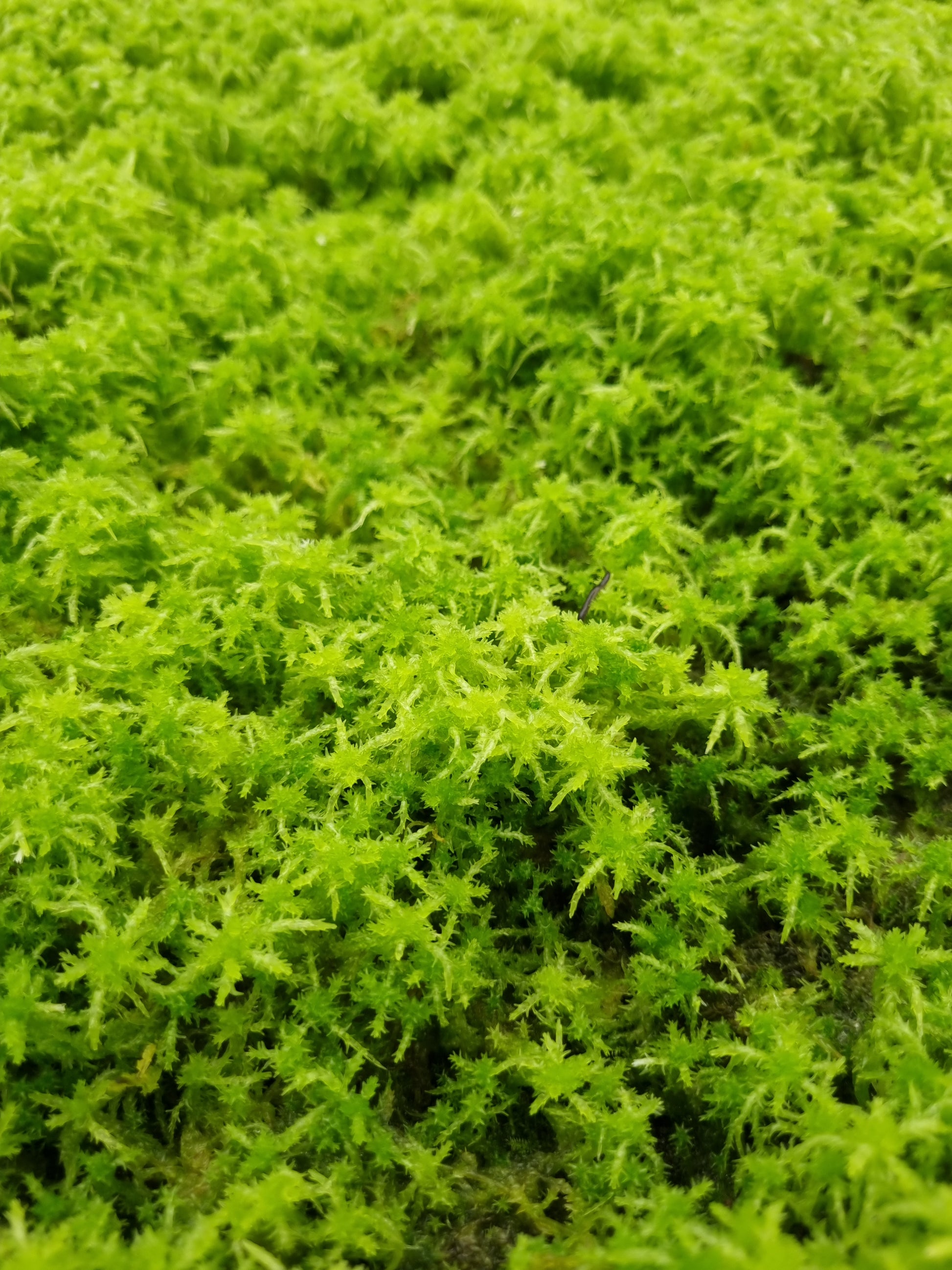 Live Sphagnum moss terrarium liverworts plants sale Singapore 