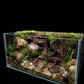 custom terrarium paludarium Singapore side view