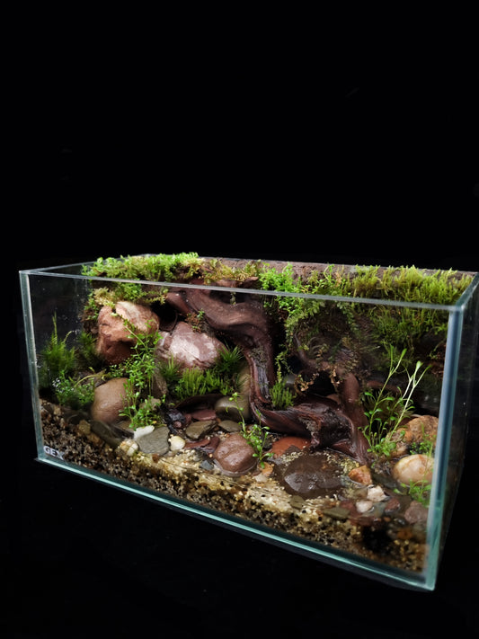 custom terrarium paludarium Singapore side view
