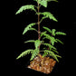 Hygrophila pinnatifida terrarium paludarium plant Singapore side view