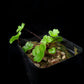 Doryopteris pilosa mini fern sale Singapore side view