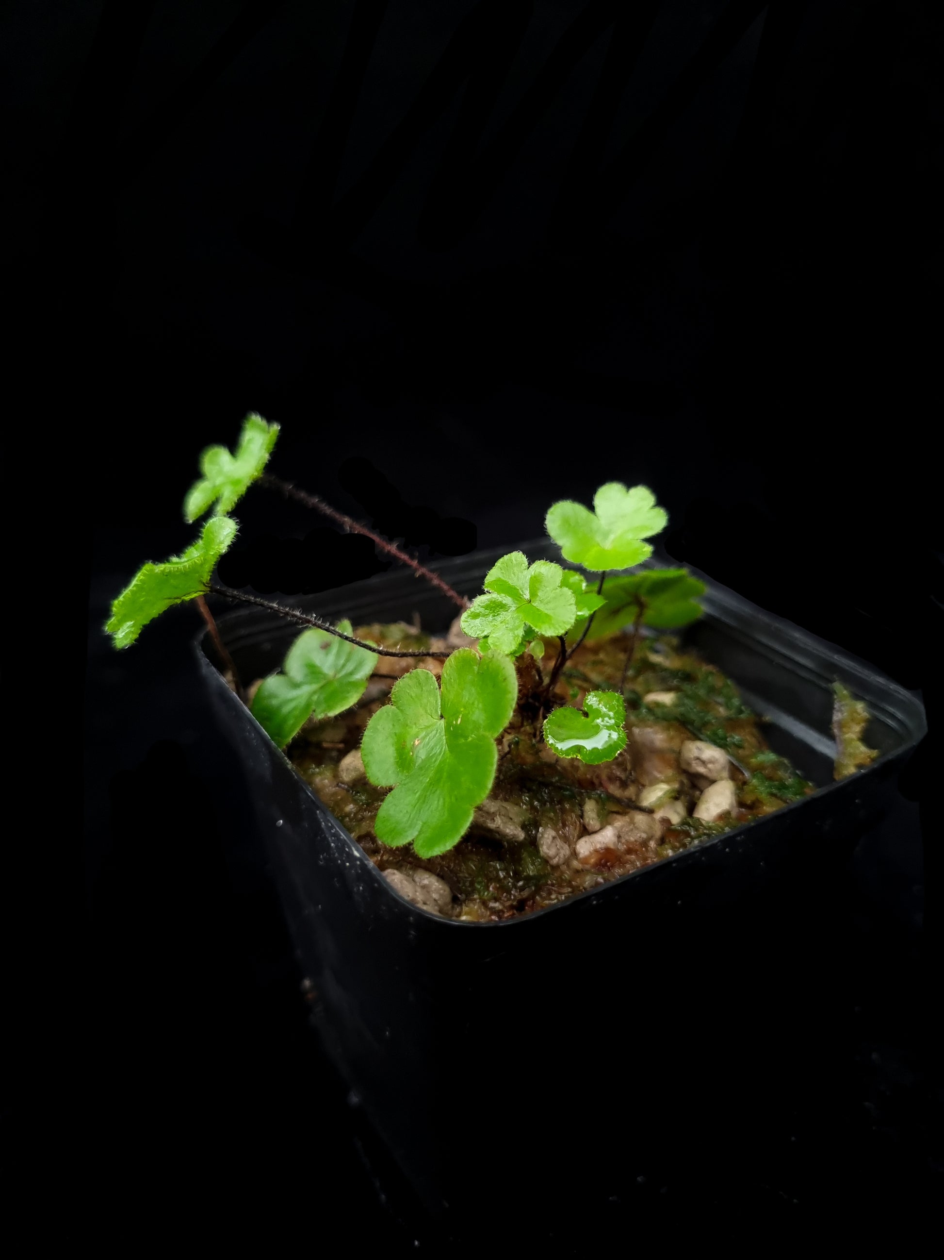 Doryopteris pilosa mini fern sale Singapore side view