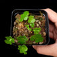 Doryopteris pilosa mini fern sale Singapore top view