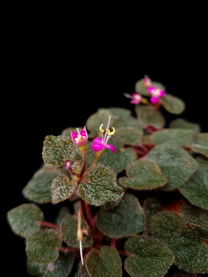 Sonerila dongnathamensis sale Singapore potted plant flowers