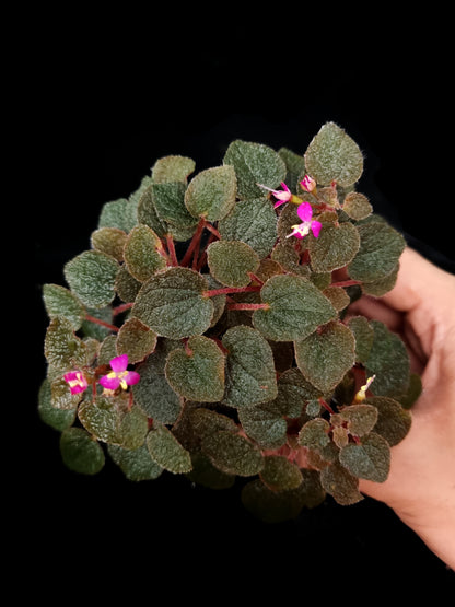 Sonerila dongnathamensis sale Singapore potted plant top view