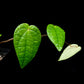 Piper sp Papua sale Singapore potted plant side view