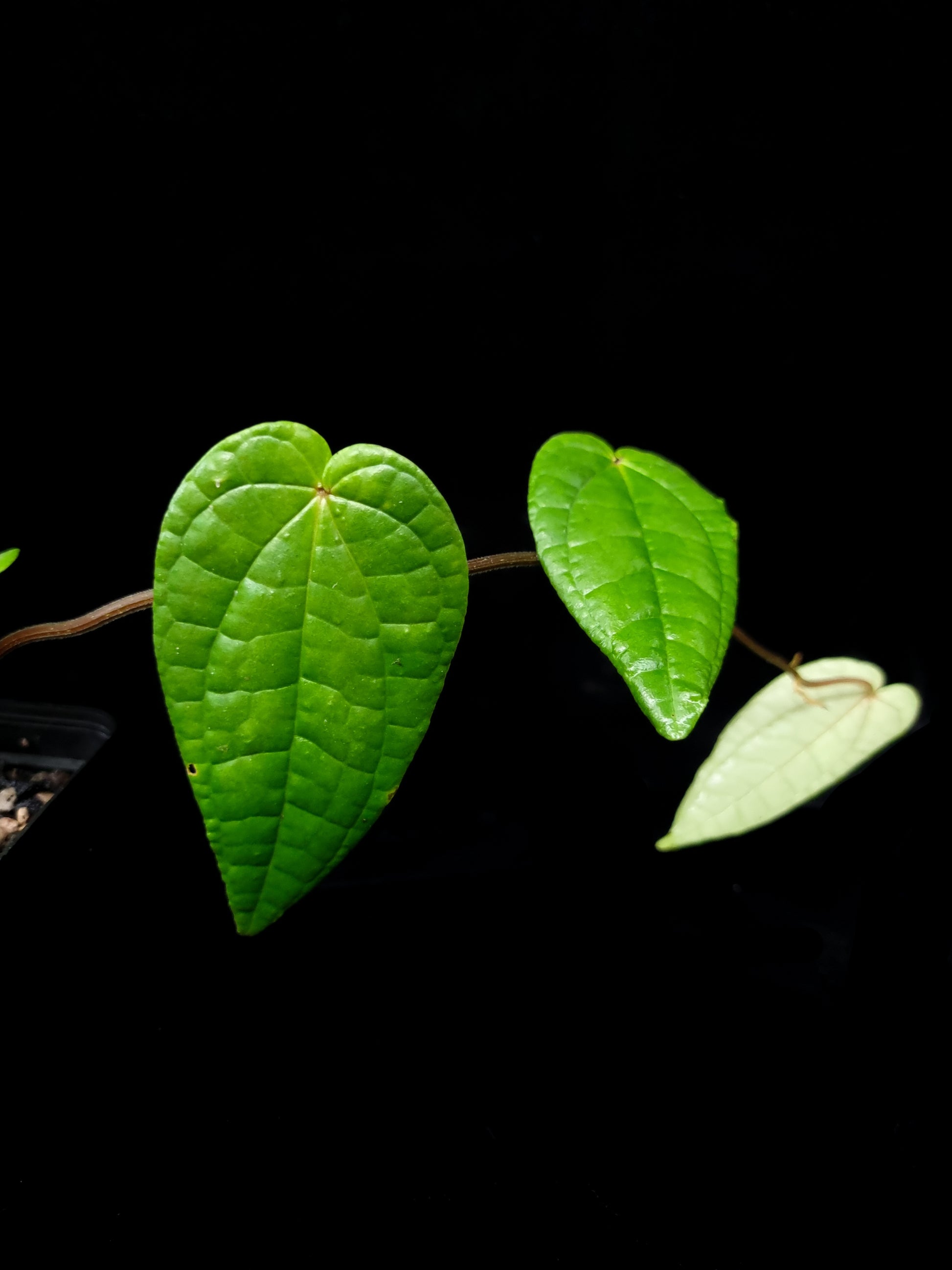 Piper sp Papua sale Singapore potted plant side view
