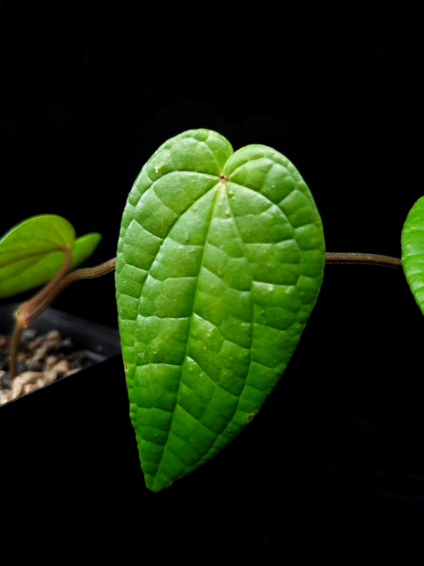 Piper sp Papua sale Singapore potted plant leaf detail