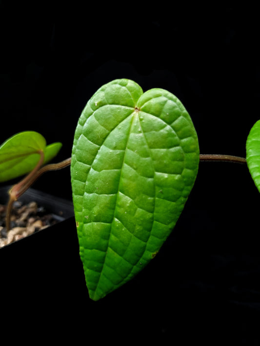 Piper sp Papua sale Singapore potted plant leaf detail