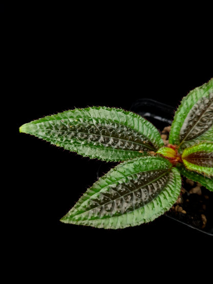 Triolena pustulata sale Singapore terrarium paludarium potted plant top view