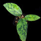 Schismatoglottis sp. tricolour potted plant sale Singapore indoor top view