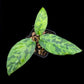 Schismatoglottis sp. tricolour potted plant sale Singapore indoor top view