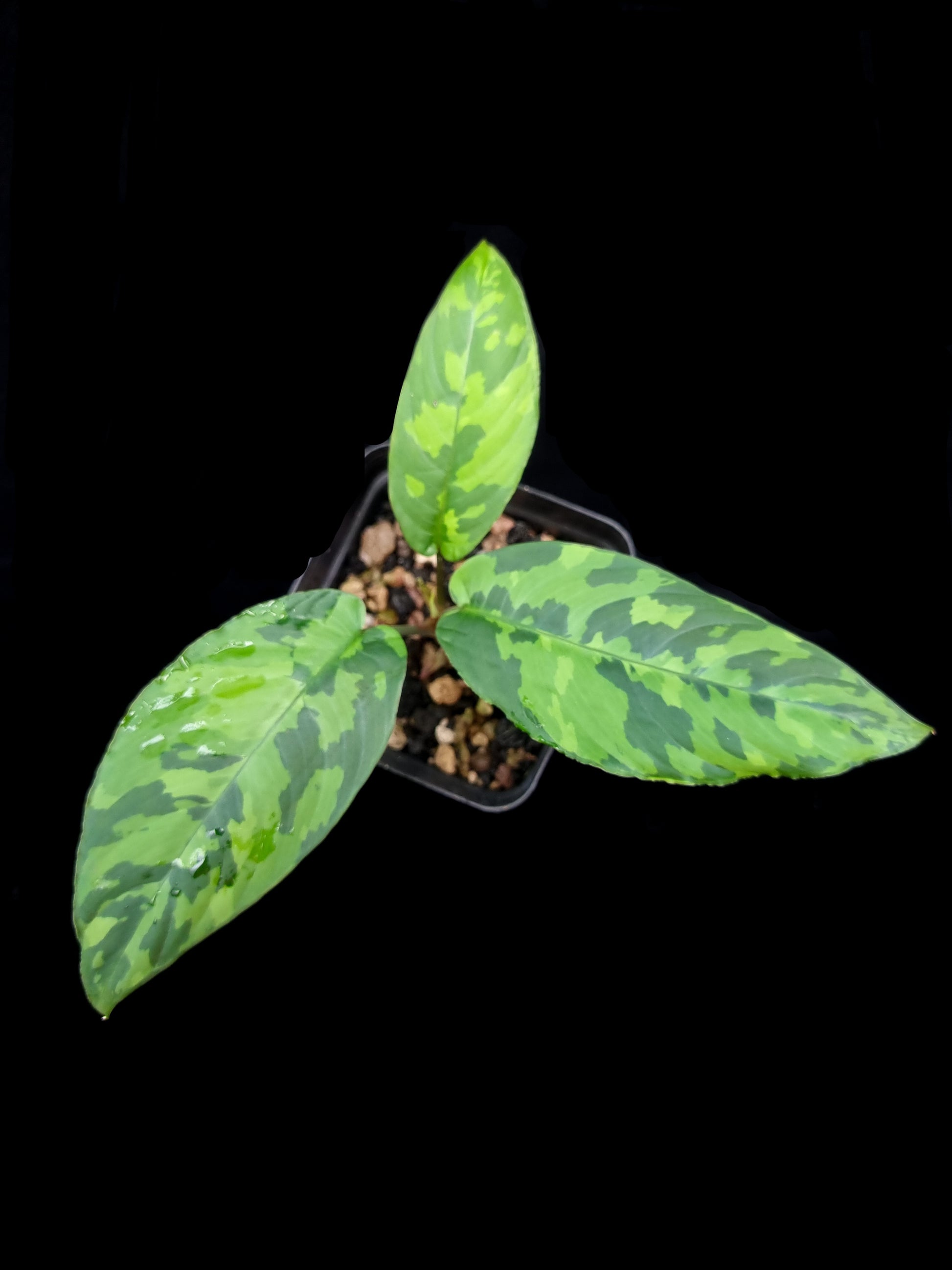 Schismatoglottis sp. tricolour potted plant sale Singapore indoor top view