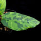 Schismatoglottis sp. tricolour potted plant sale Singapore indoor leaf detail