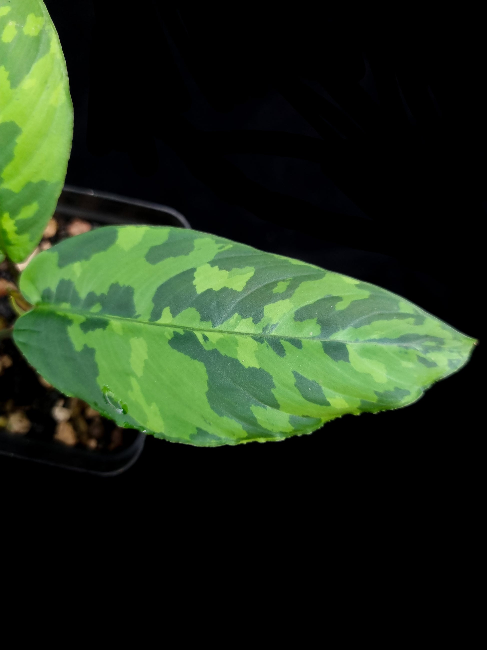 Schismatoglottis sp. tricolour potted plant sale Singapore indoor leaf detail