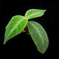 Cyrtandra sp. potted plant sale Singapore side view