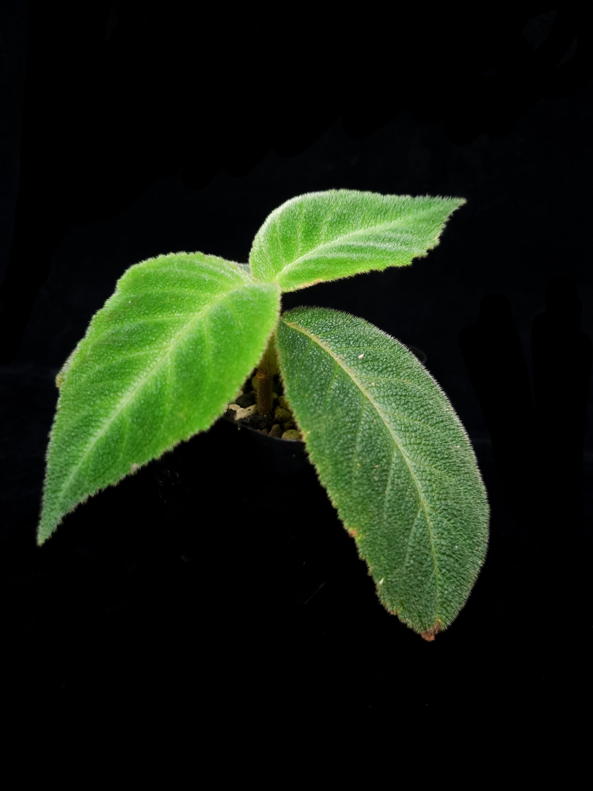 Cyrtandra sp. potted plant sale Singapore side view