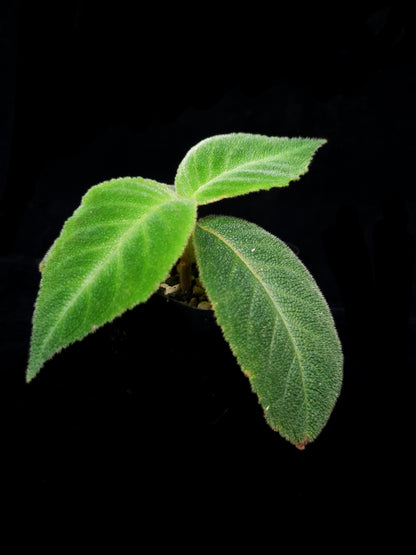 Cyrtandra sp. potted plant sale Singapore side view