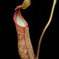 nepenthes pitcher plant hybrid sale singapore potted plant