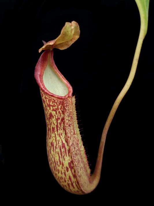 nepenthes pitcher plant hybrid sale singapore potted plant