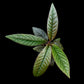 Ardisia sp. potted plant sale Singapore top view