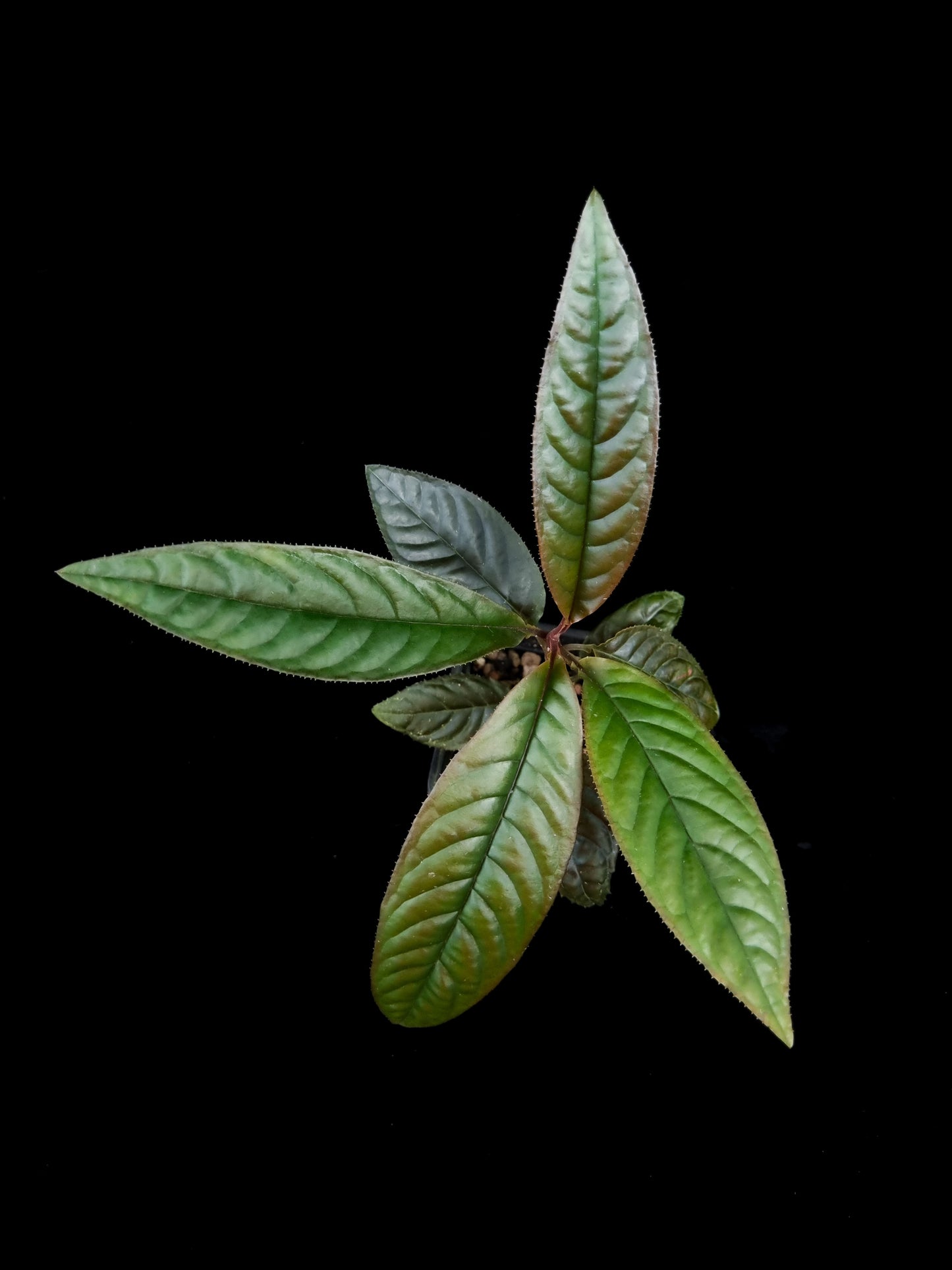 Ardisia sp. potted plant sale Singapore top view